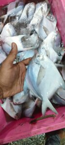 STAR FISH