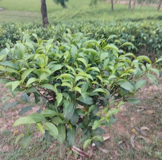 Tea (1)